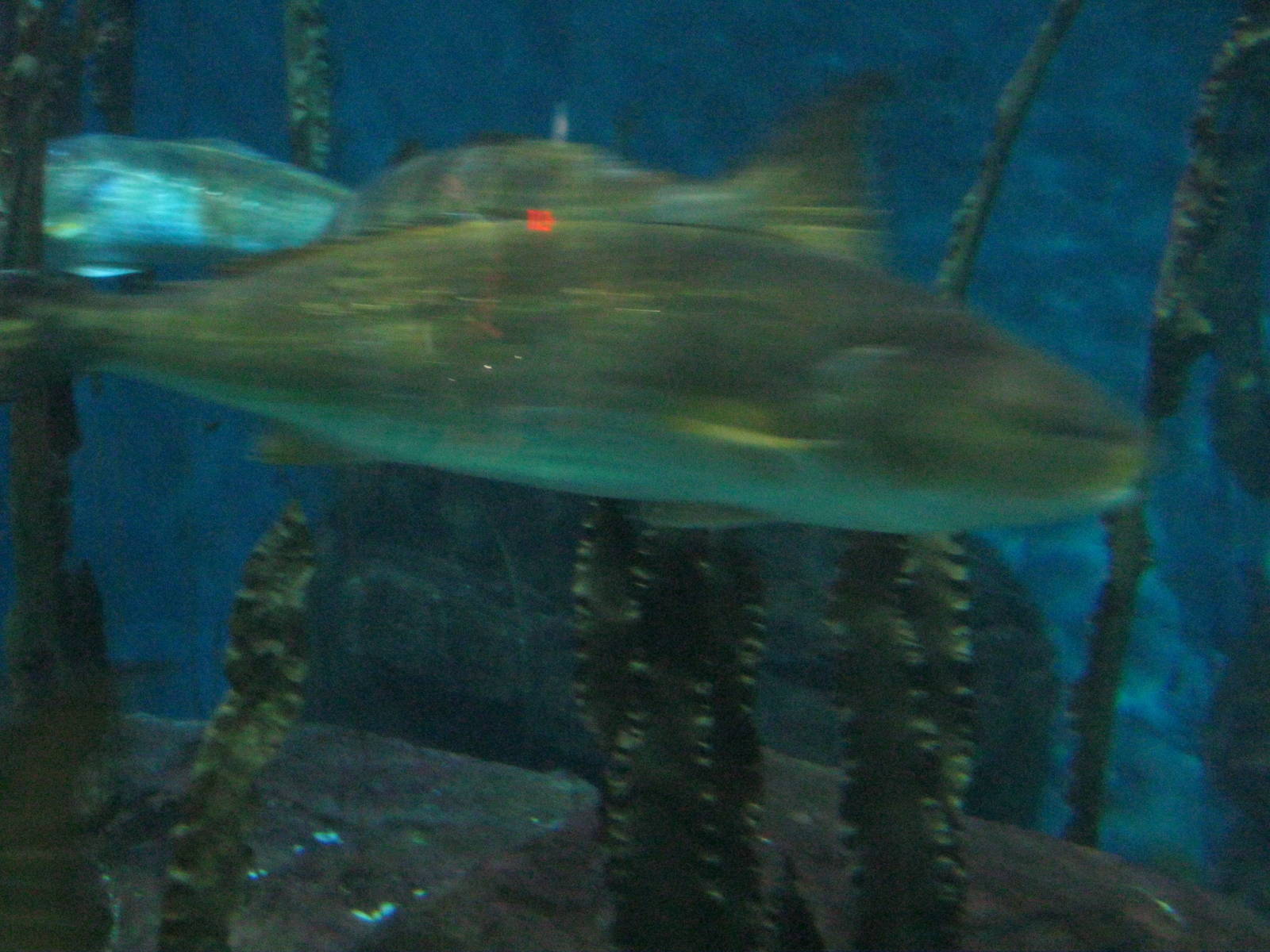 Ocean Beyond the Sound- Red Drum