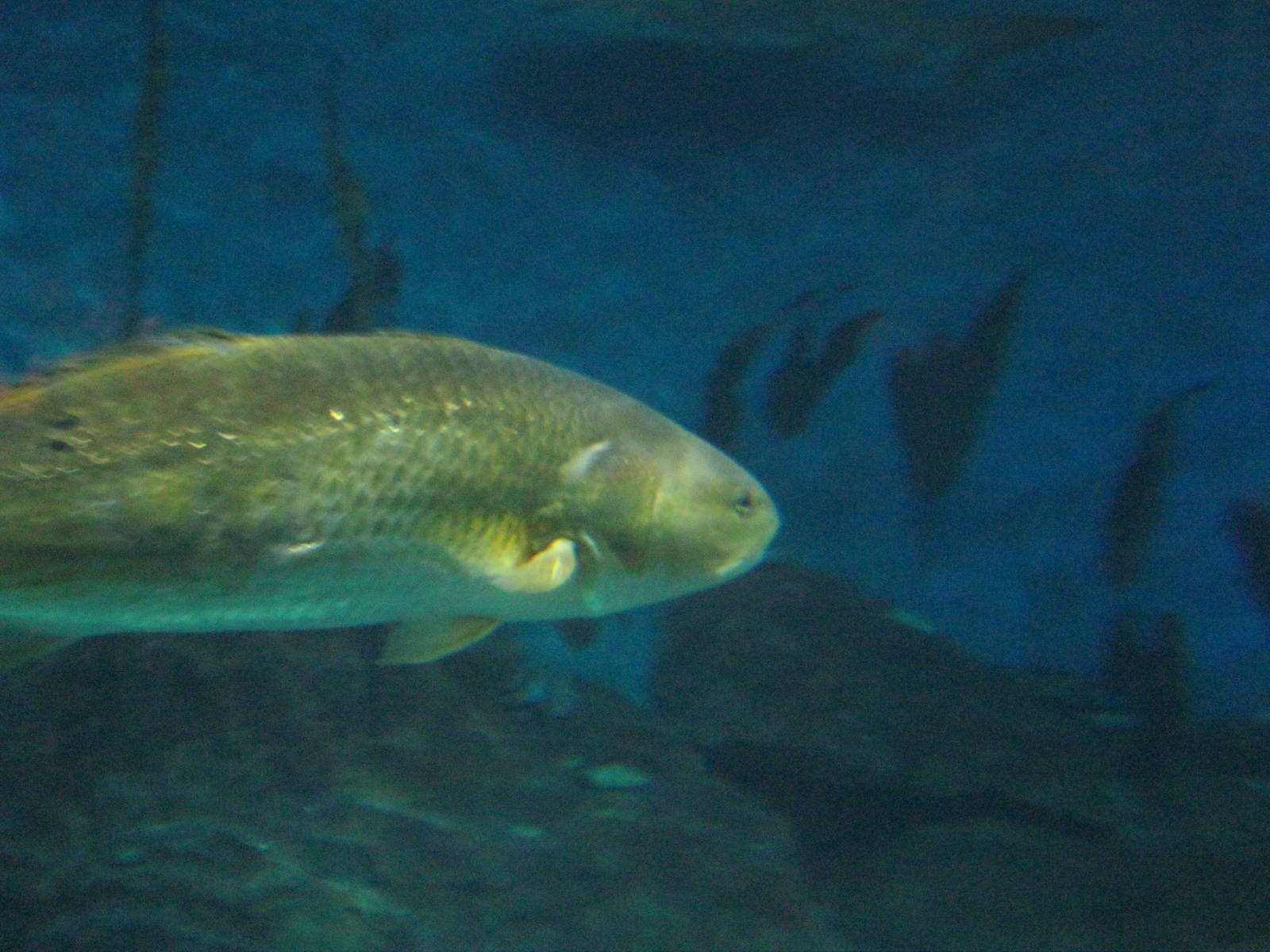 Ocean Beyond the Sound- Red Drum