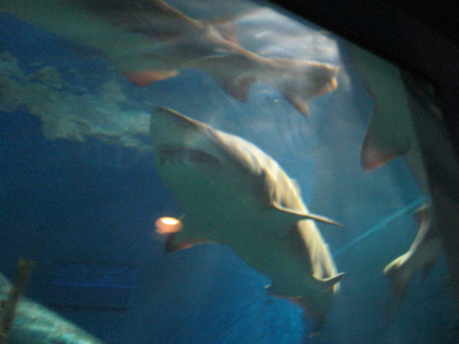 Ocean Beyond the Sound- Sand Tiger Shark