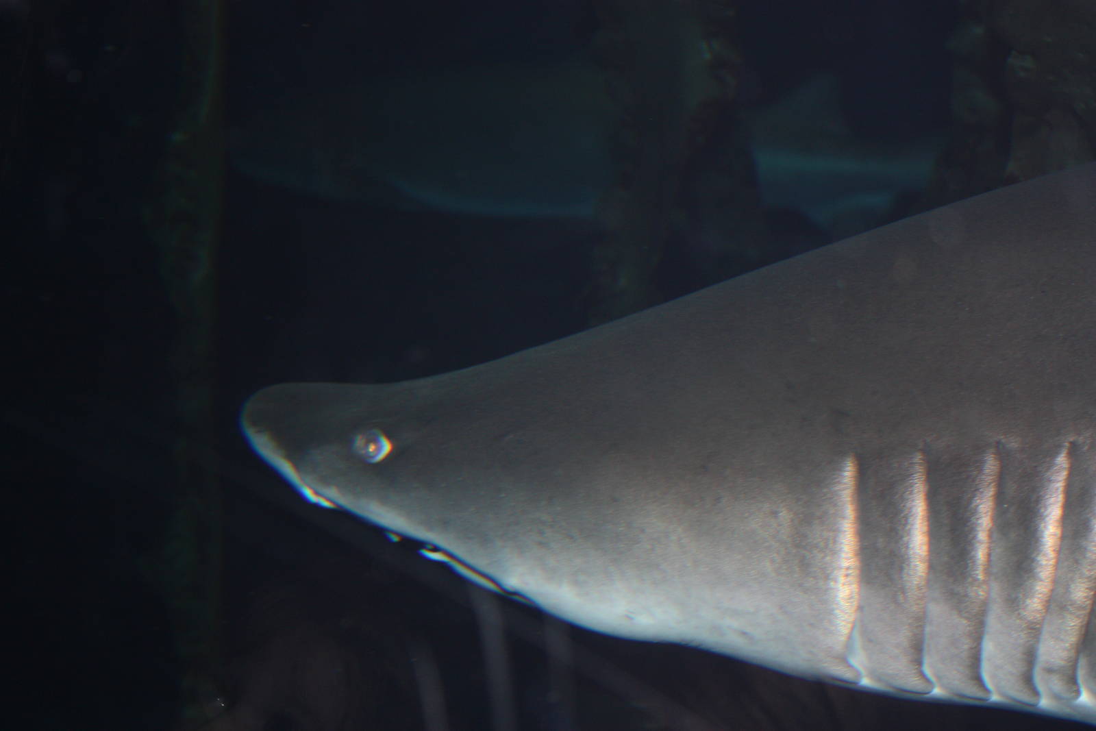 Ocean Beyond the Sound- Sand Tiger Shark
