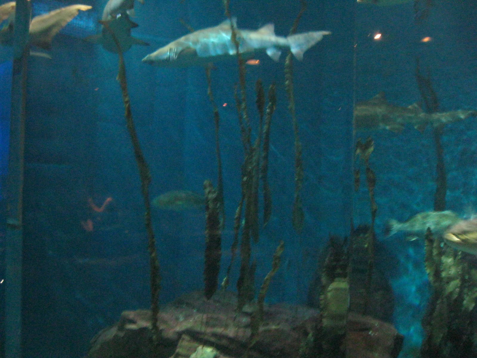 Ocean Beyond the Sound