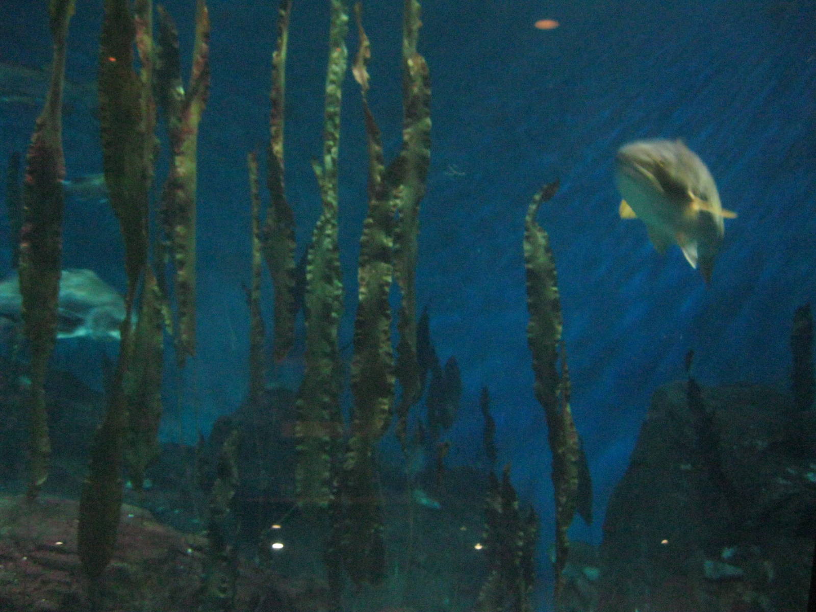 Ocean Beyond the Sound