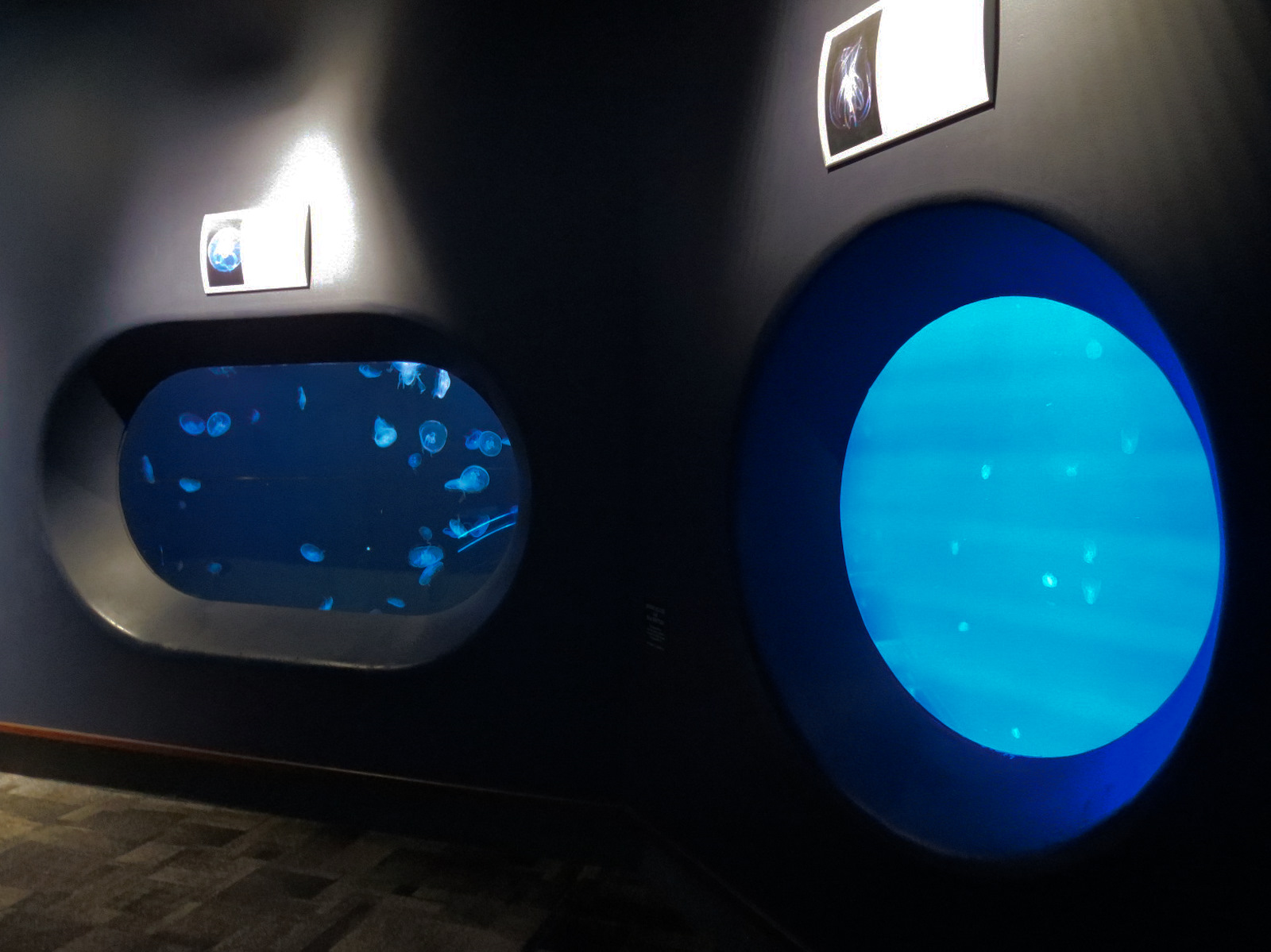 Ocean - Comb Jelly and Moon Jelly Exhibits