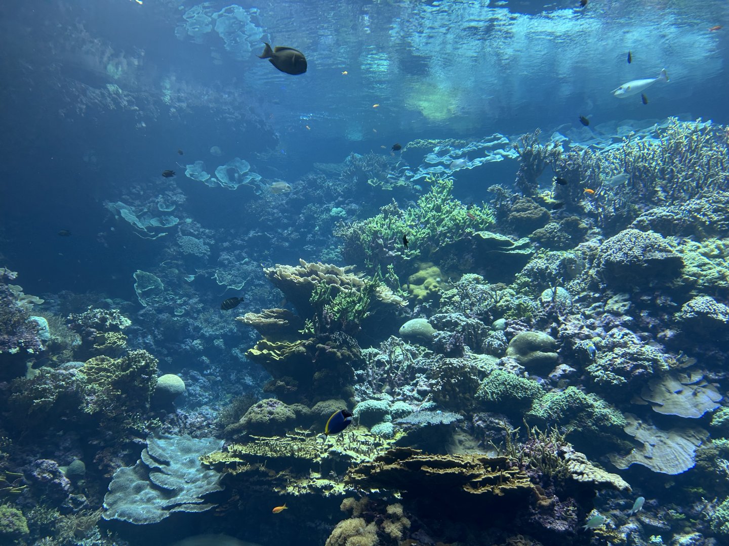 Ocean - Coral Reef Tank