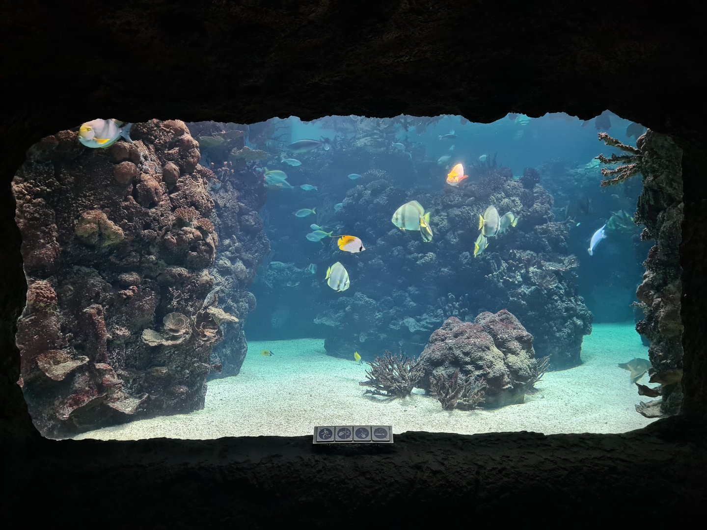 Ocean - Deeper lagune tank
