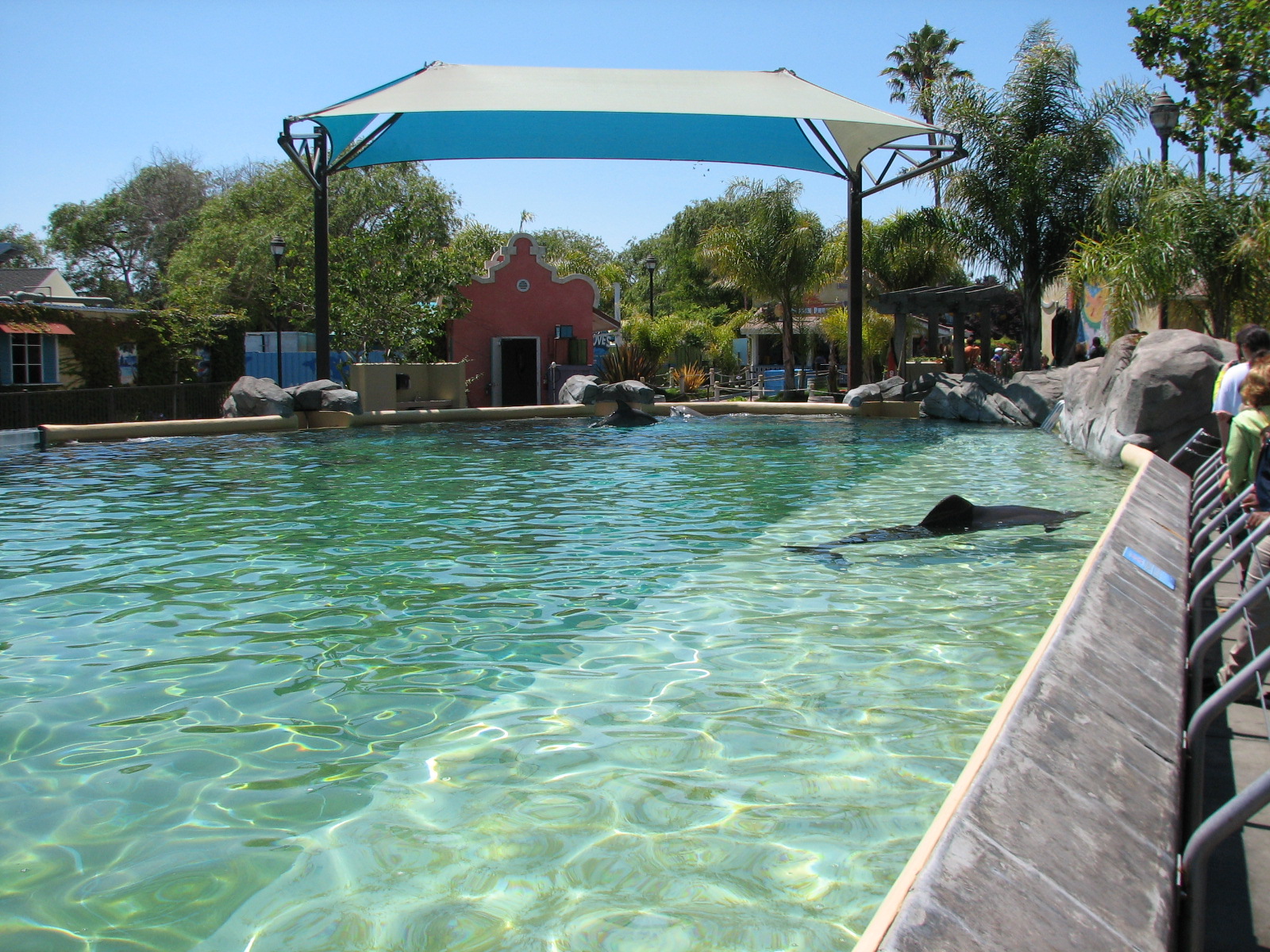 Ocean Discovery - Dolphin Encounter - Bottlenose Dolphin Exhibit