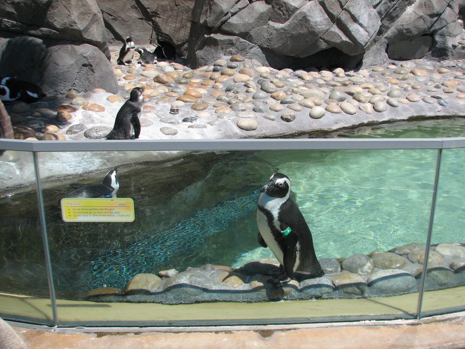 Ocean Discovery - Penguin Passage - African Penguin Exhibit