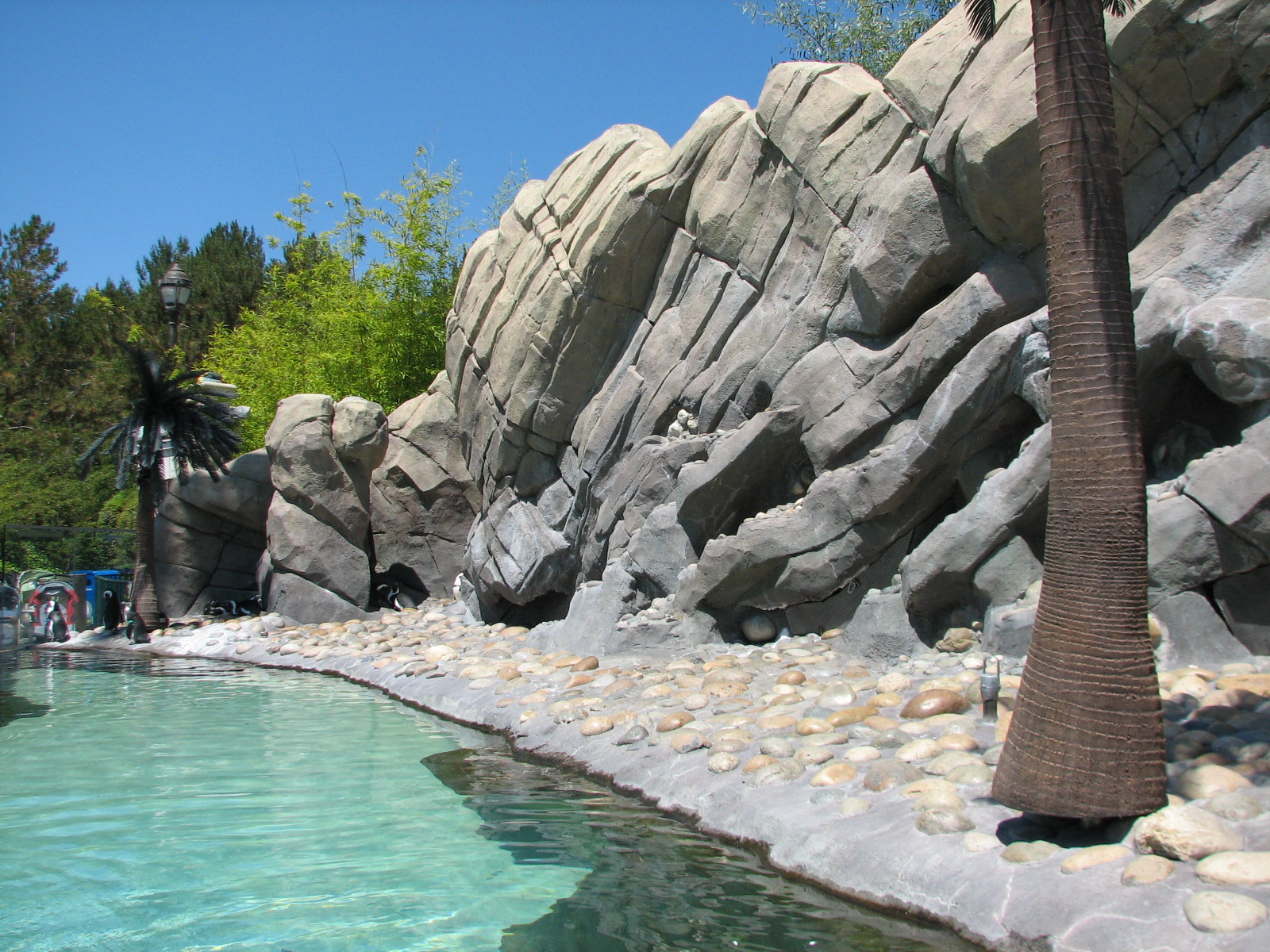 Ocean Discovery - Penguin Passage - African Penguin Exhibit