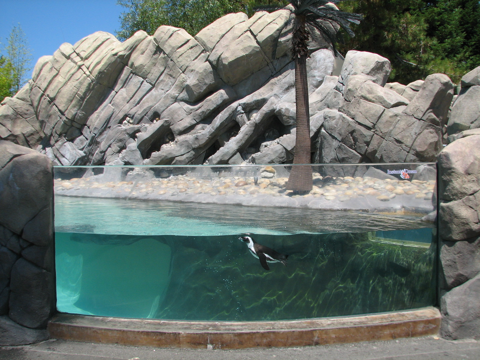 Ocean Discovery - Penguin Passage - African Penguin Exhibit