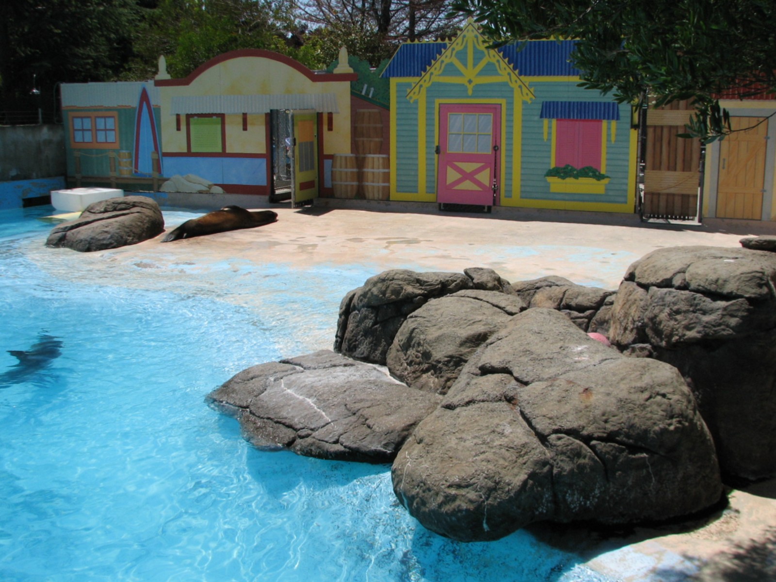 Ocean Discovery - Seal Cove - Harbor Seal and California Sea Lion Exhibit