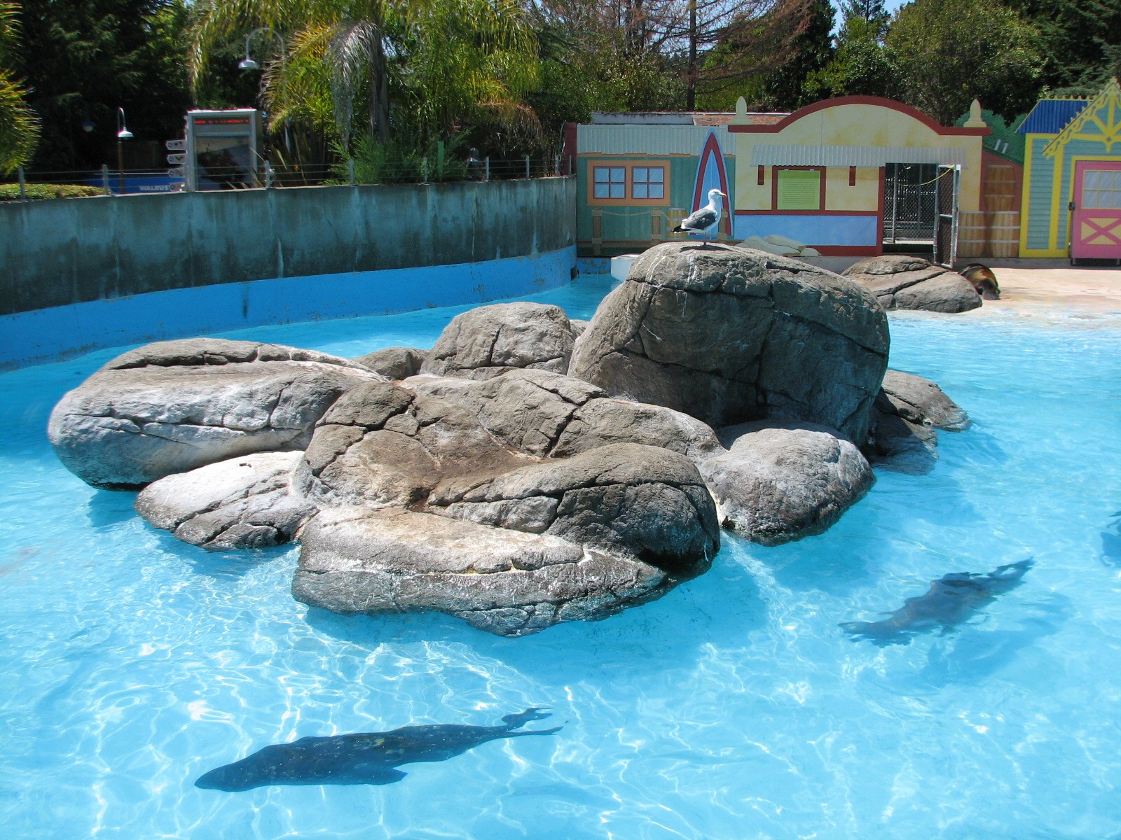 Ocean Discovery - Seal Cove - Harbor Seal and California Sea Lion Exhibit