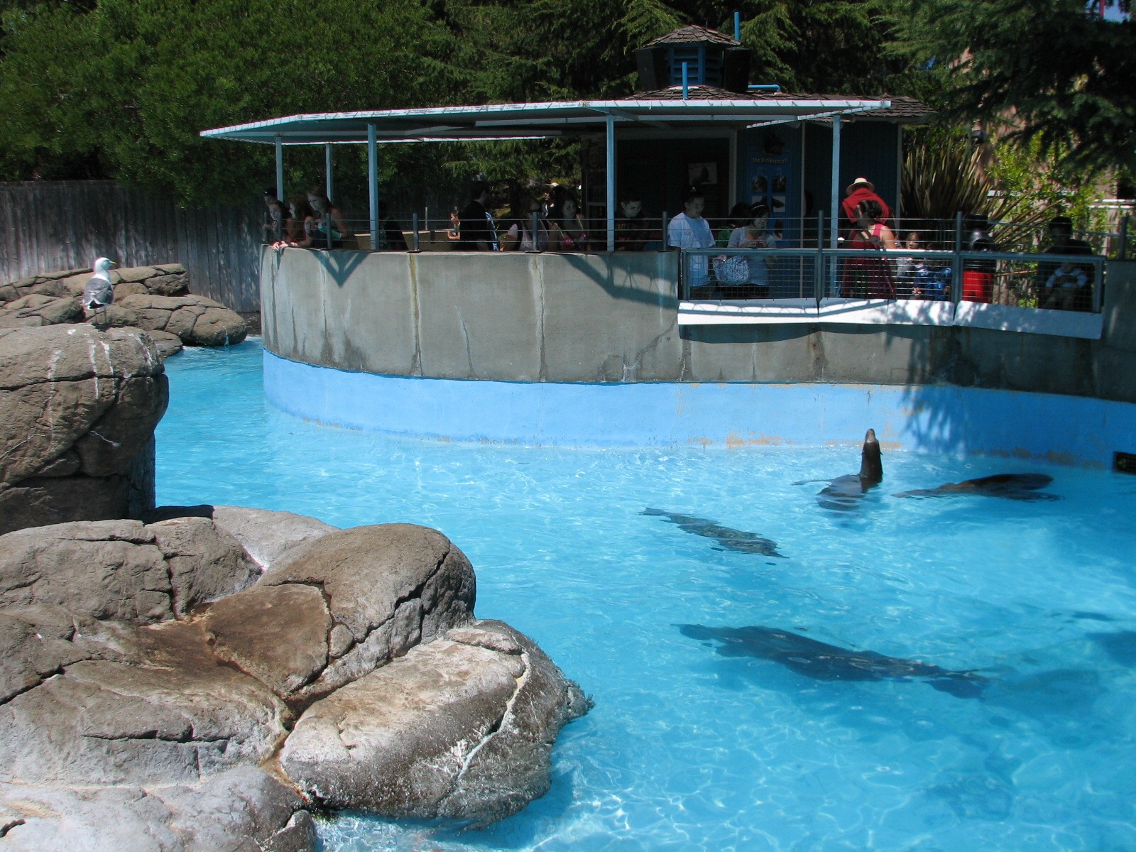 Ocean Discovery - Seal Cove - Harbor Seal and California Sea Lion Exhibit