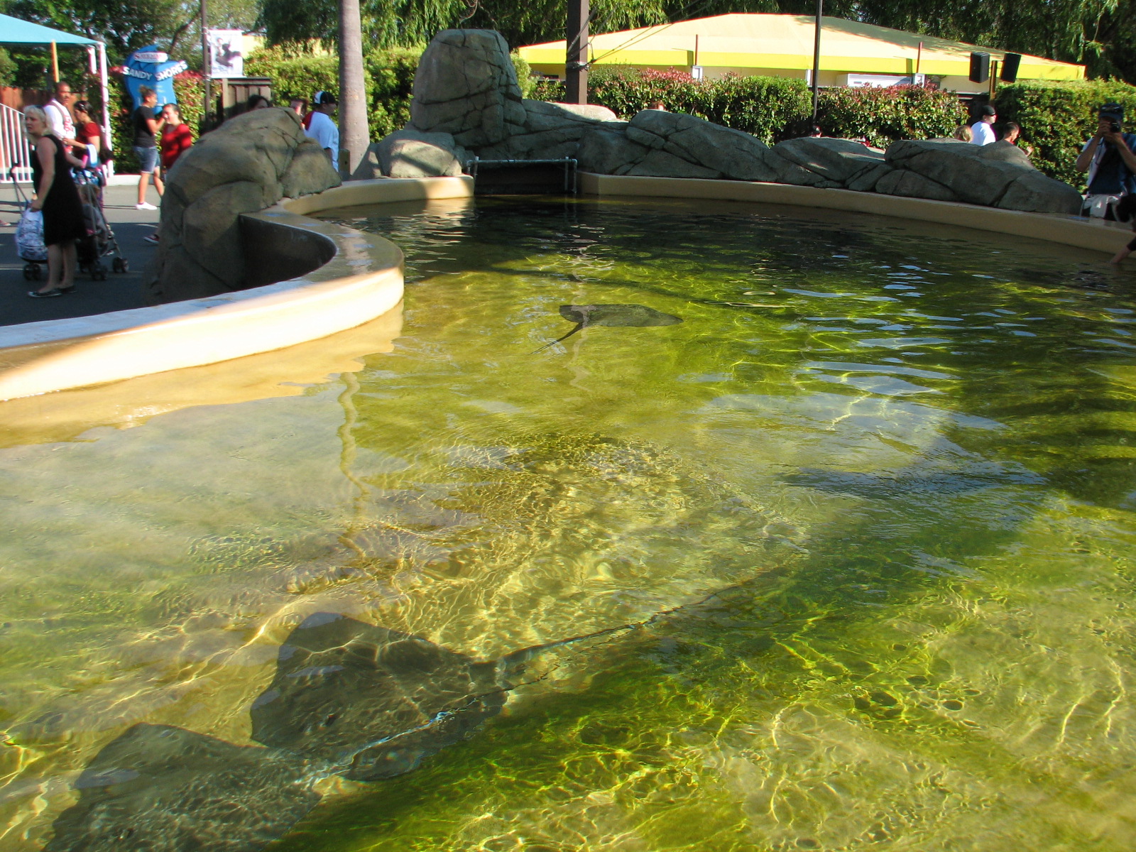 Ocean Discovery - Stingray Bay - Touchpool