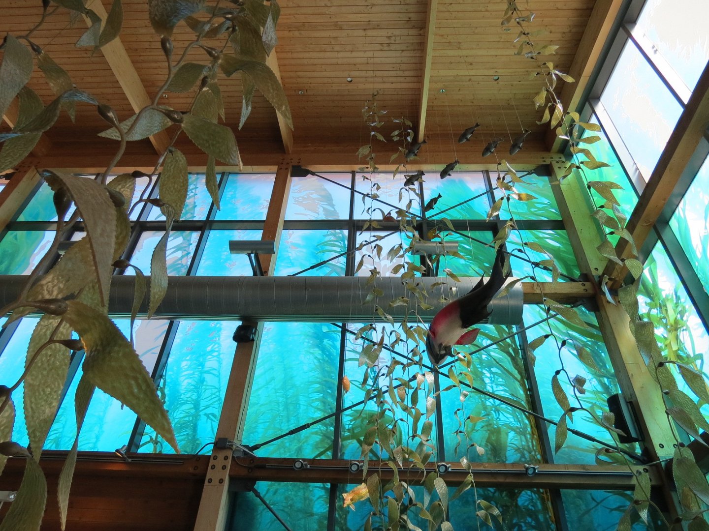 Ocean Education Center - Kelp Forest Exhibit