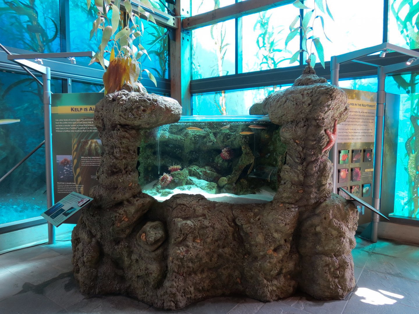 Ocean Education Center - Kelp Forest Live Exhibit