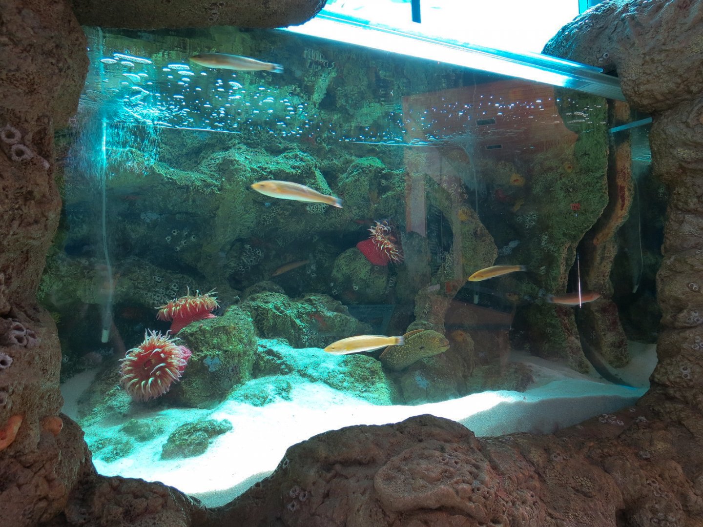 Ocean Education Center - Kelp Forest Live Exhibit