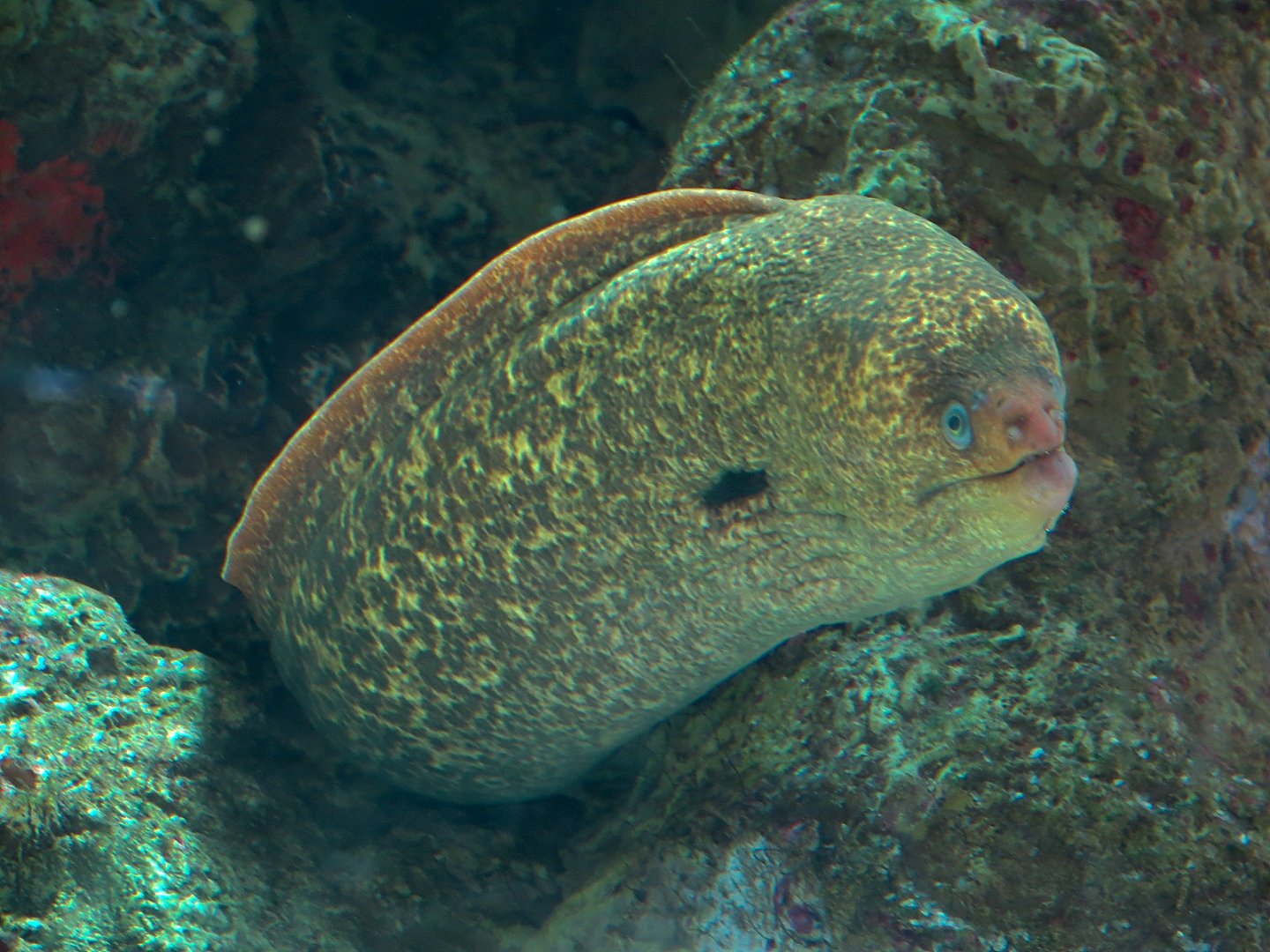 Ocean Education Center - Kelp Forest Live Exhibit