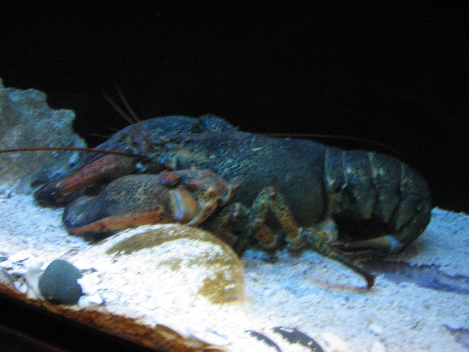 Ocean Explorer - American Lobster