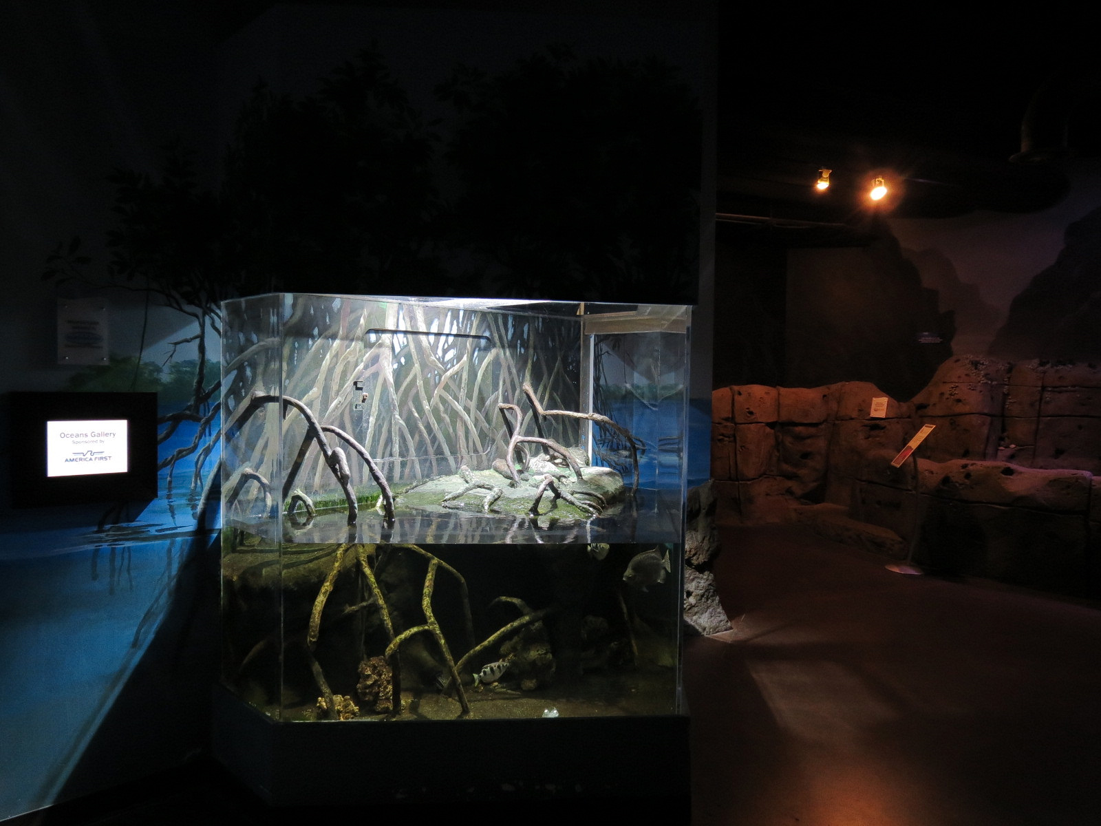Ocean Explorer - Archerfish and Others Exhibit