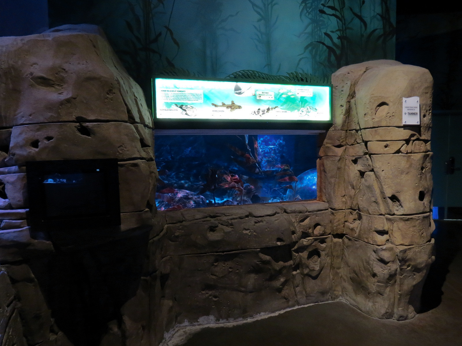 Ocean Explorer - Bat Ray and Others Exhibit