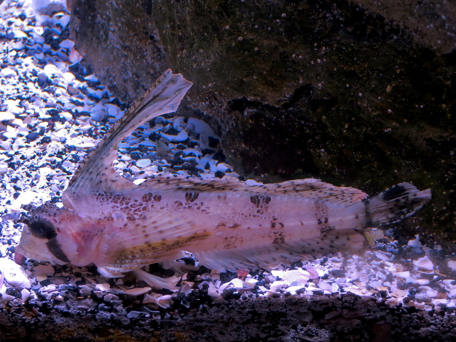 Ocean Explorer - Bat Star and Others Exhibit -Sailfin Sculpin