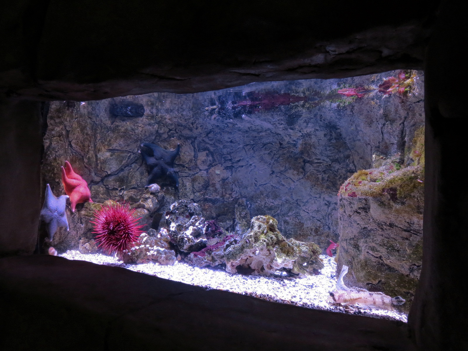 Ocean Explorer - Bat Star and Others Exhibit