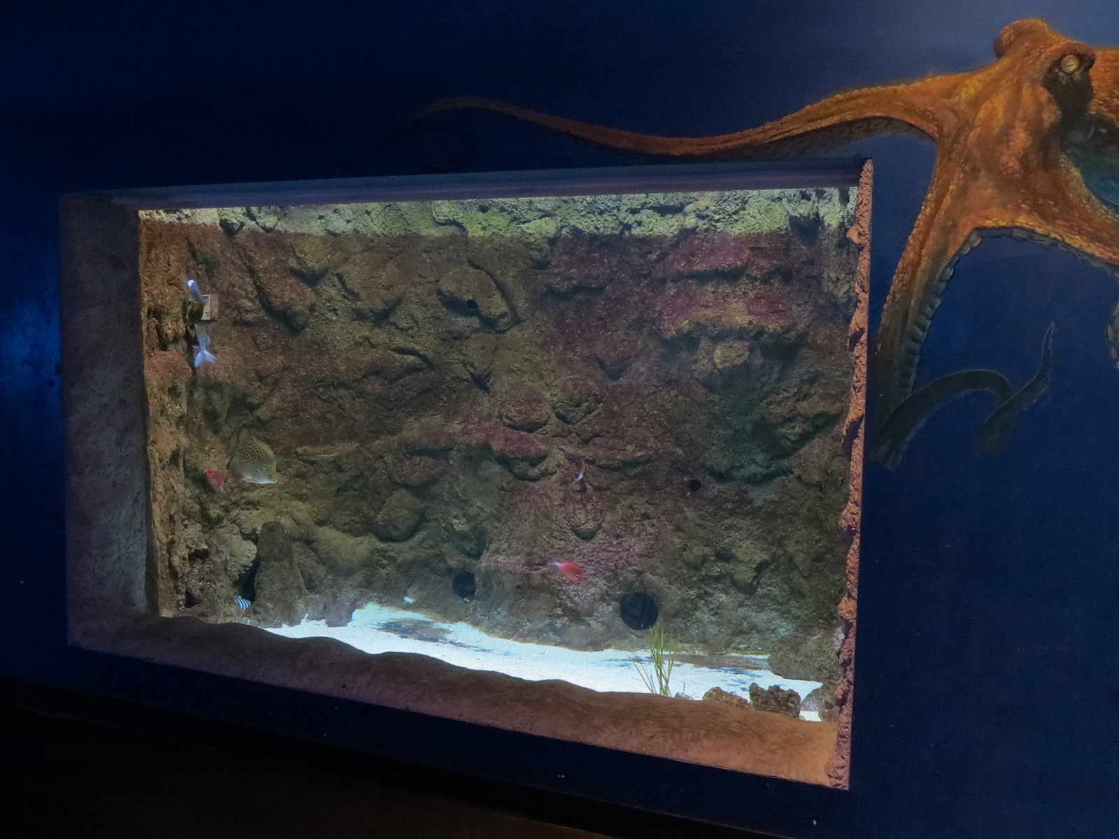 Ocean Explorer - Blackspotted Puffer and Others Exhibit