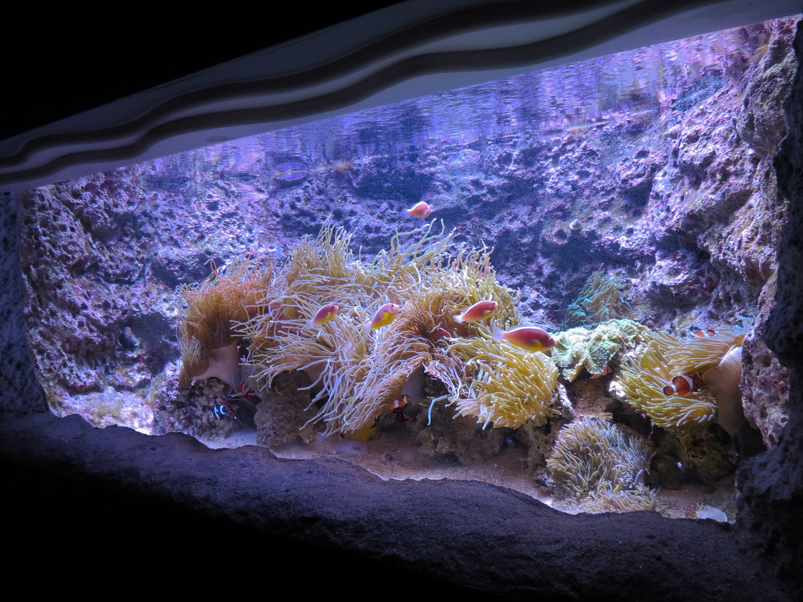 Ocean Explorer - Blue Tuxedo Urchin and Others Exhibit