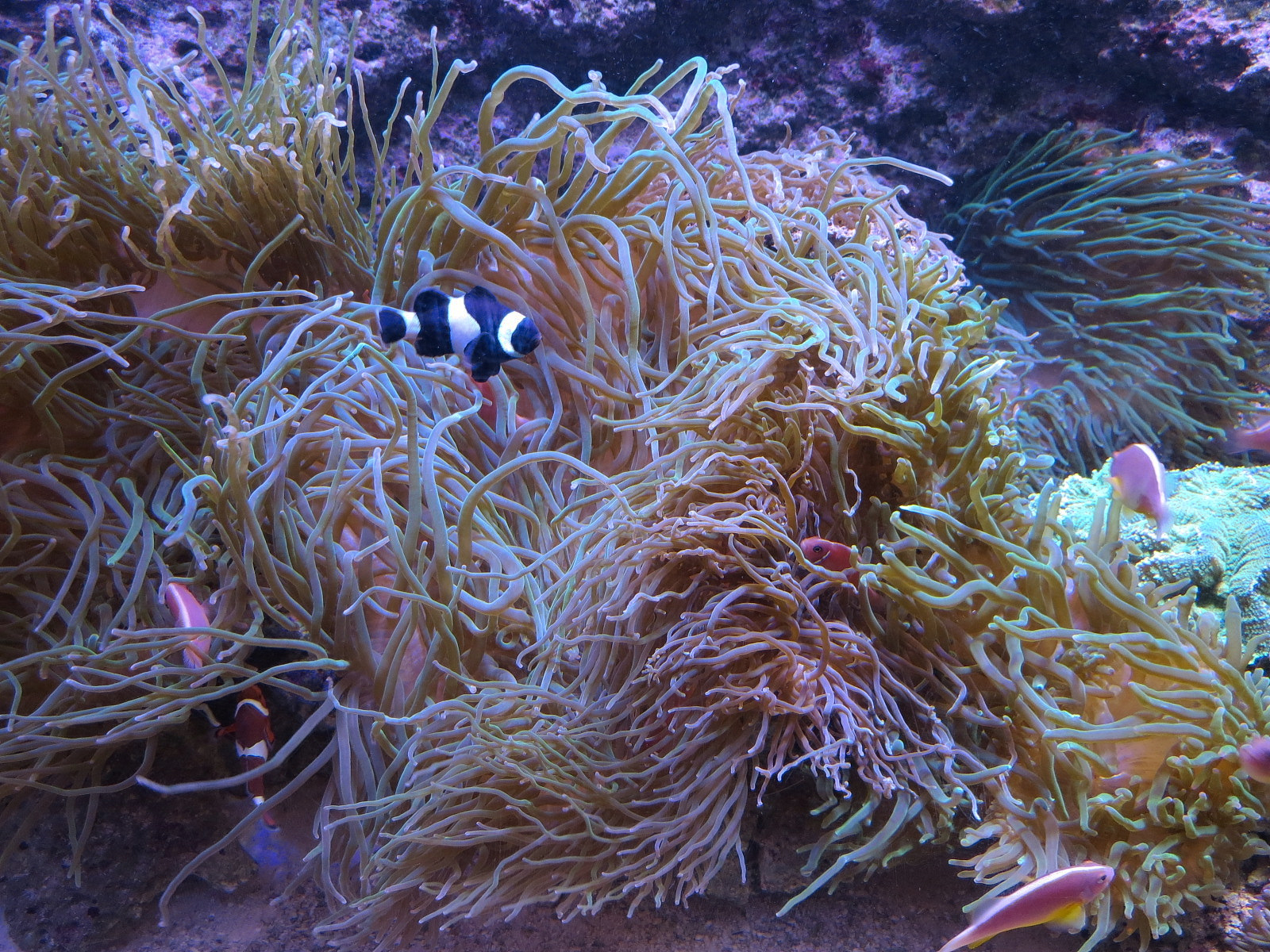 Ocean Explorer - Blue Tuxedo Urchin and Others Exhibit