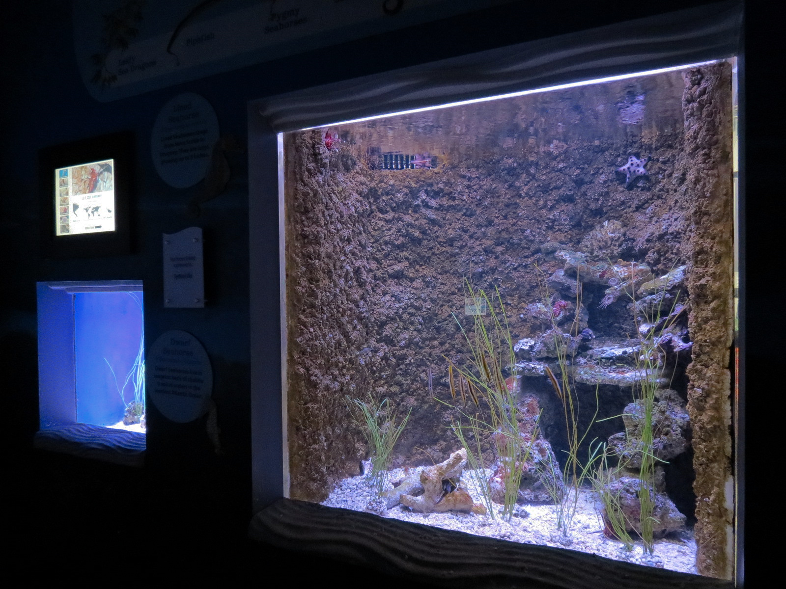 Ocean Explorer - Caribbean Pipefish and Dwarf Seahorse Exhibit (left) and L