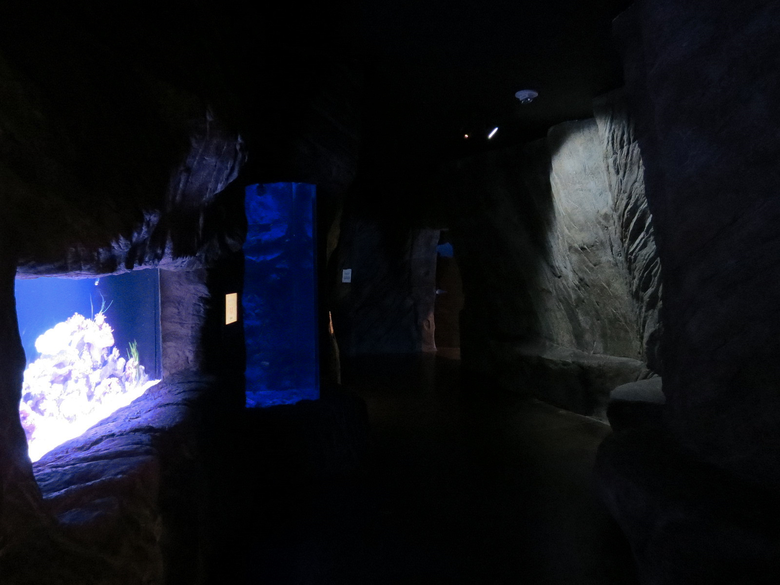 Ocean Explorer - Cephalopod Exhibits Cave Interior