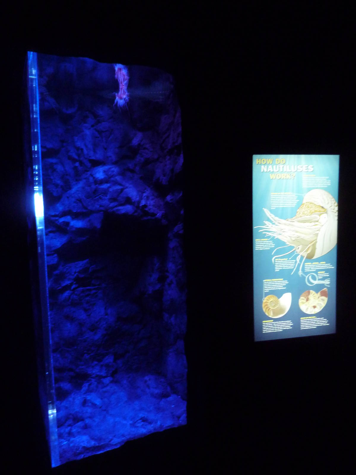 Ocean Explorer - Chambered Nautilus Exhibit