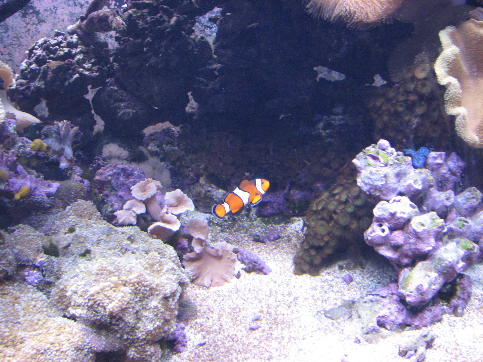 Ocean Explorer - Clownfish