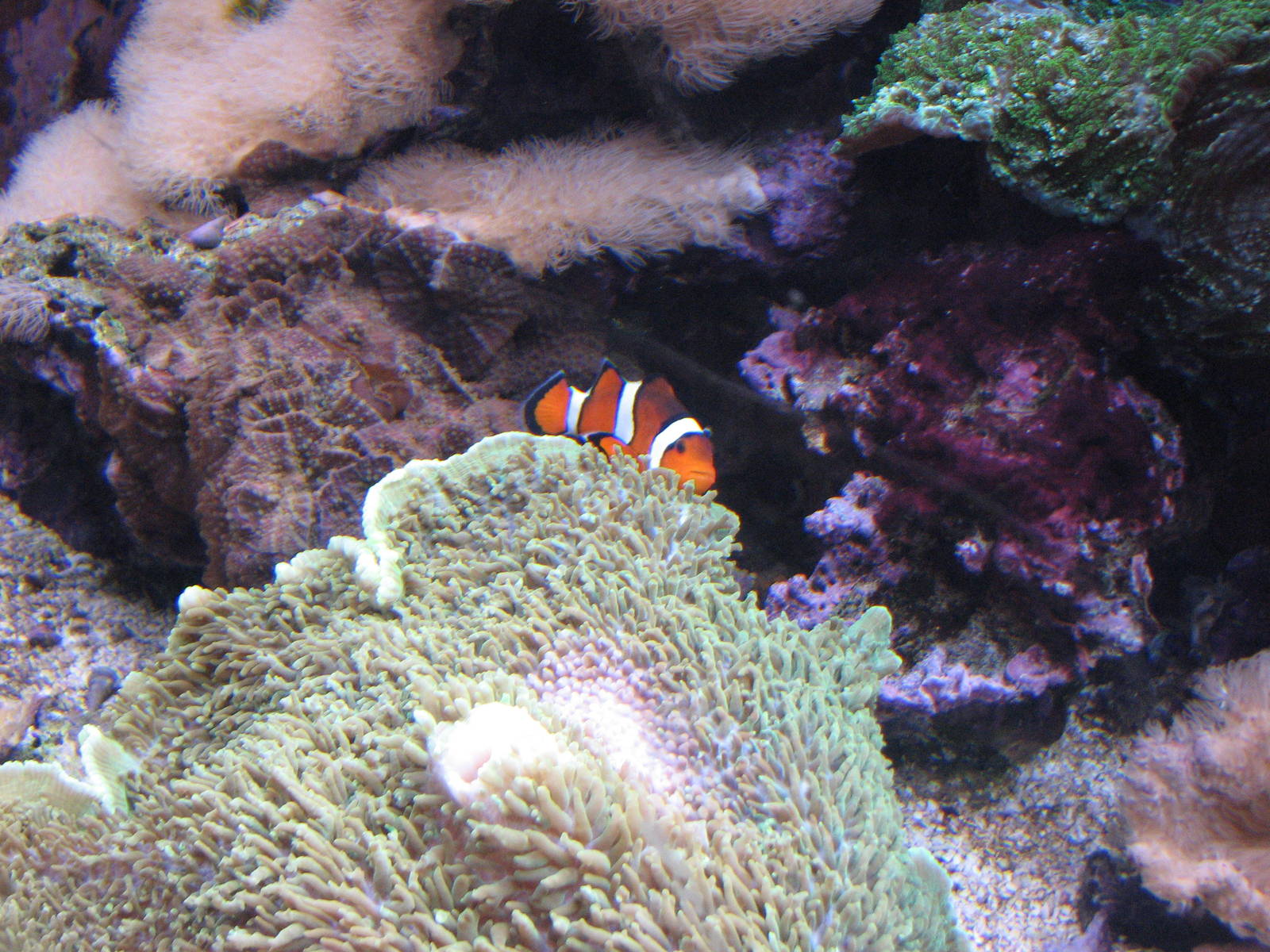 Ocean Explorer - Clownfish
