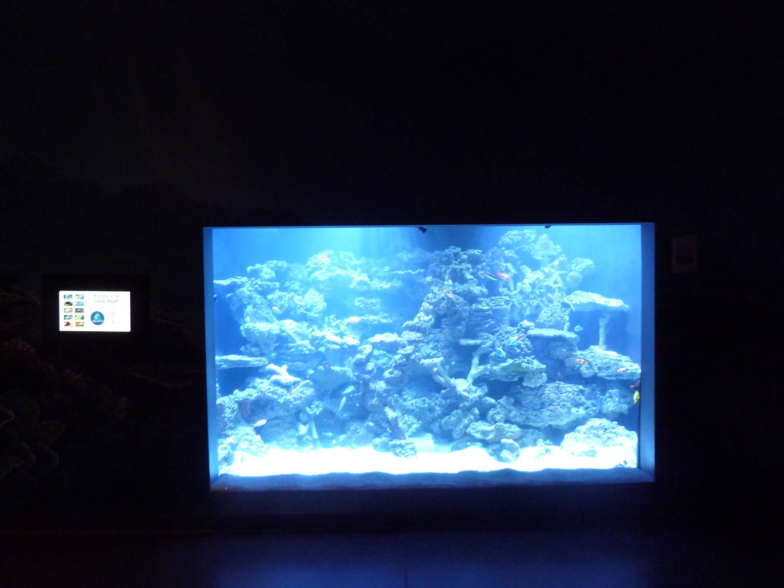 Ocean Explorer - Coral Reef Exhibit
