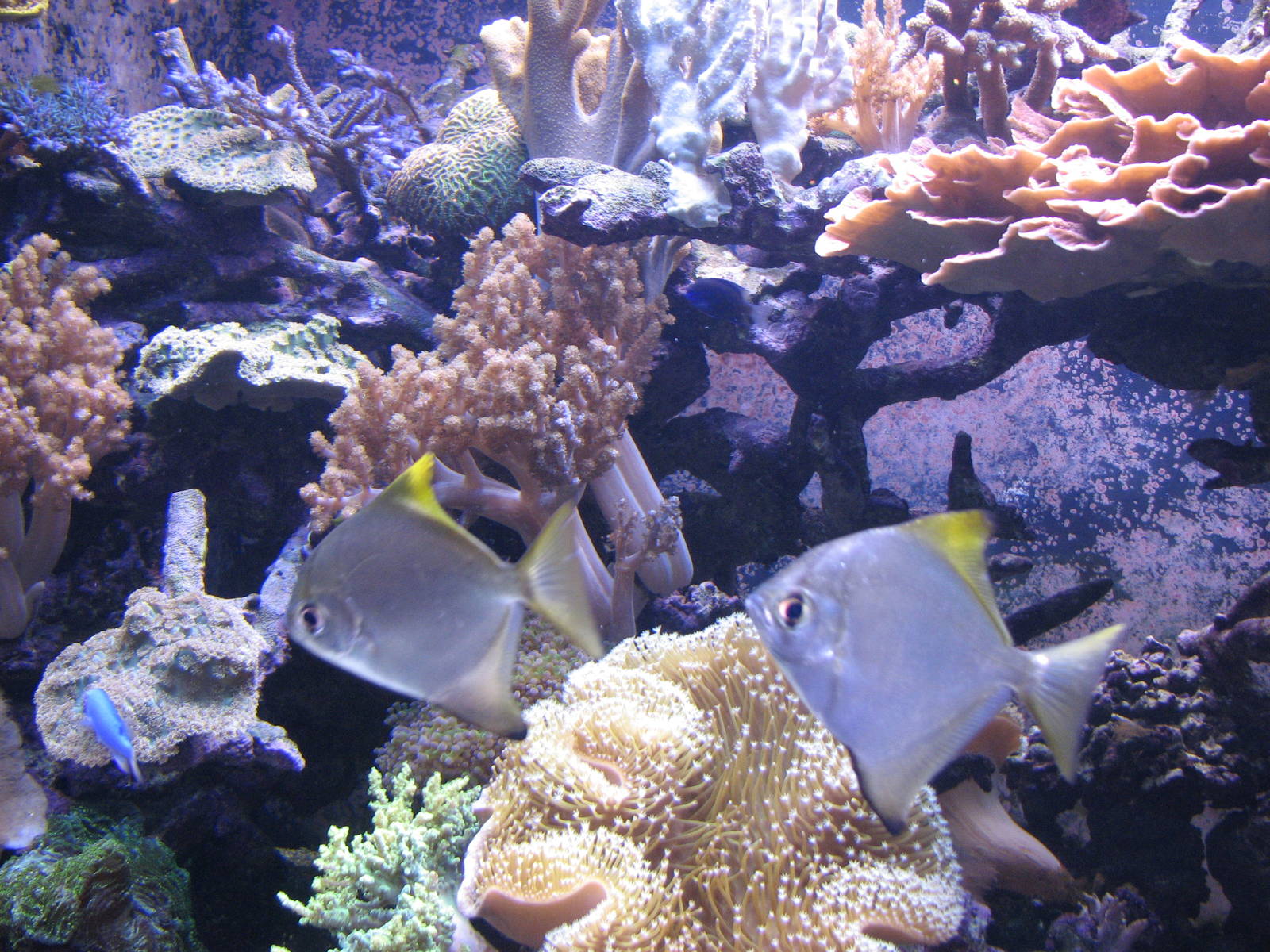 Ocean Explorer - Coral Reef