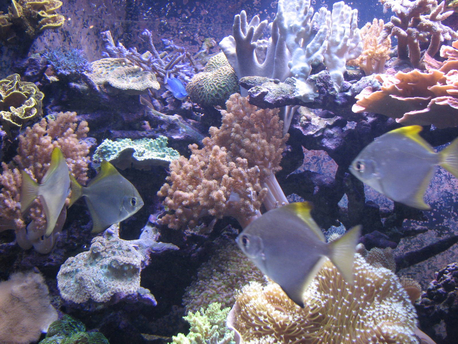 Ocean Explorer - Coral Reef