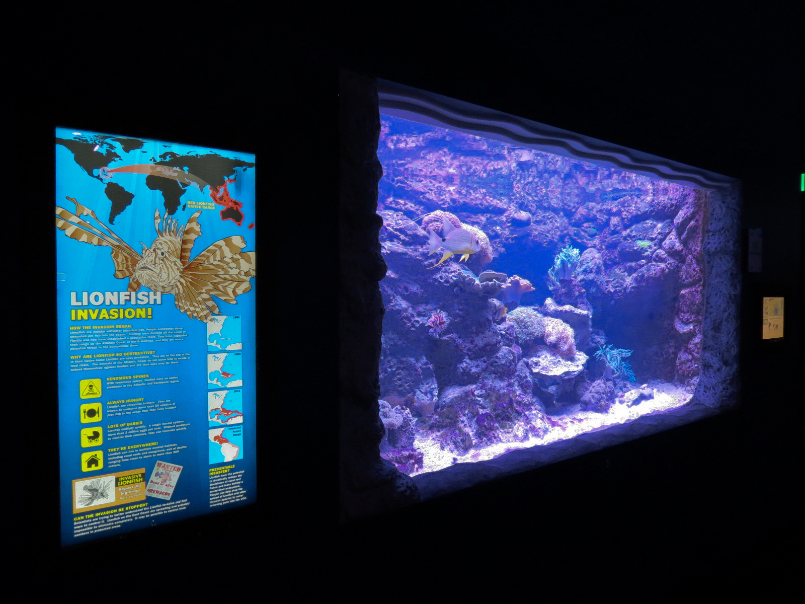 Ocean Explorer - Fuzzy Dwarf Lionfish and Others Exhibit