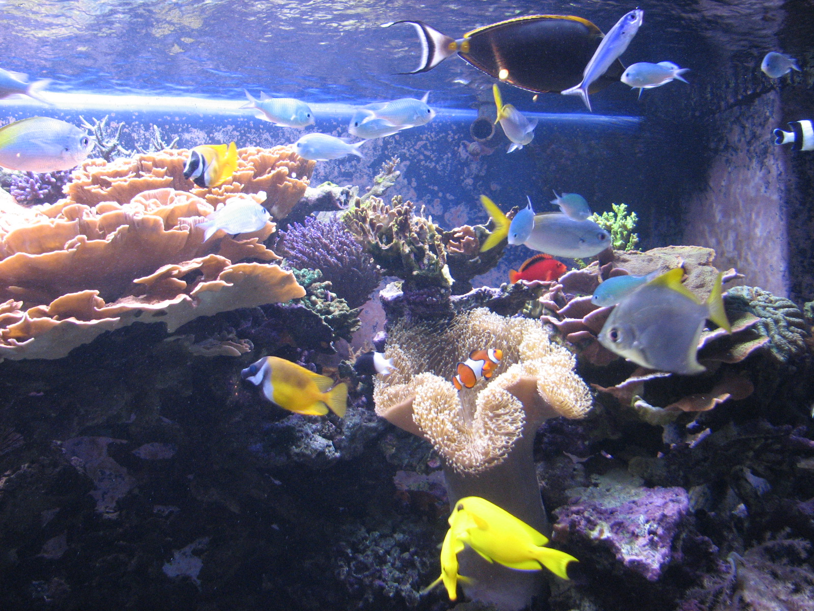 Ocean Explorer Gallery - Coral Reef