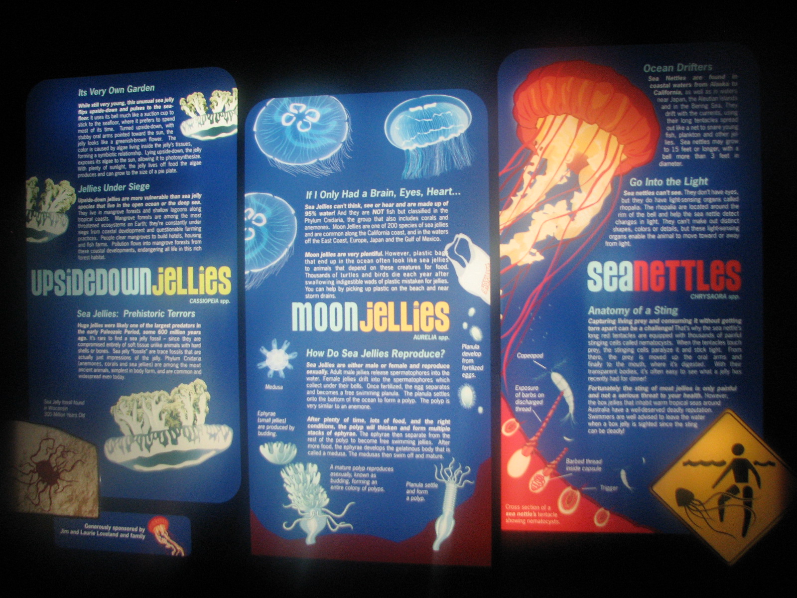 Ocean Explorer Gallery - Jellies Signage