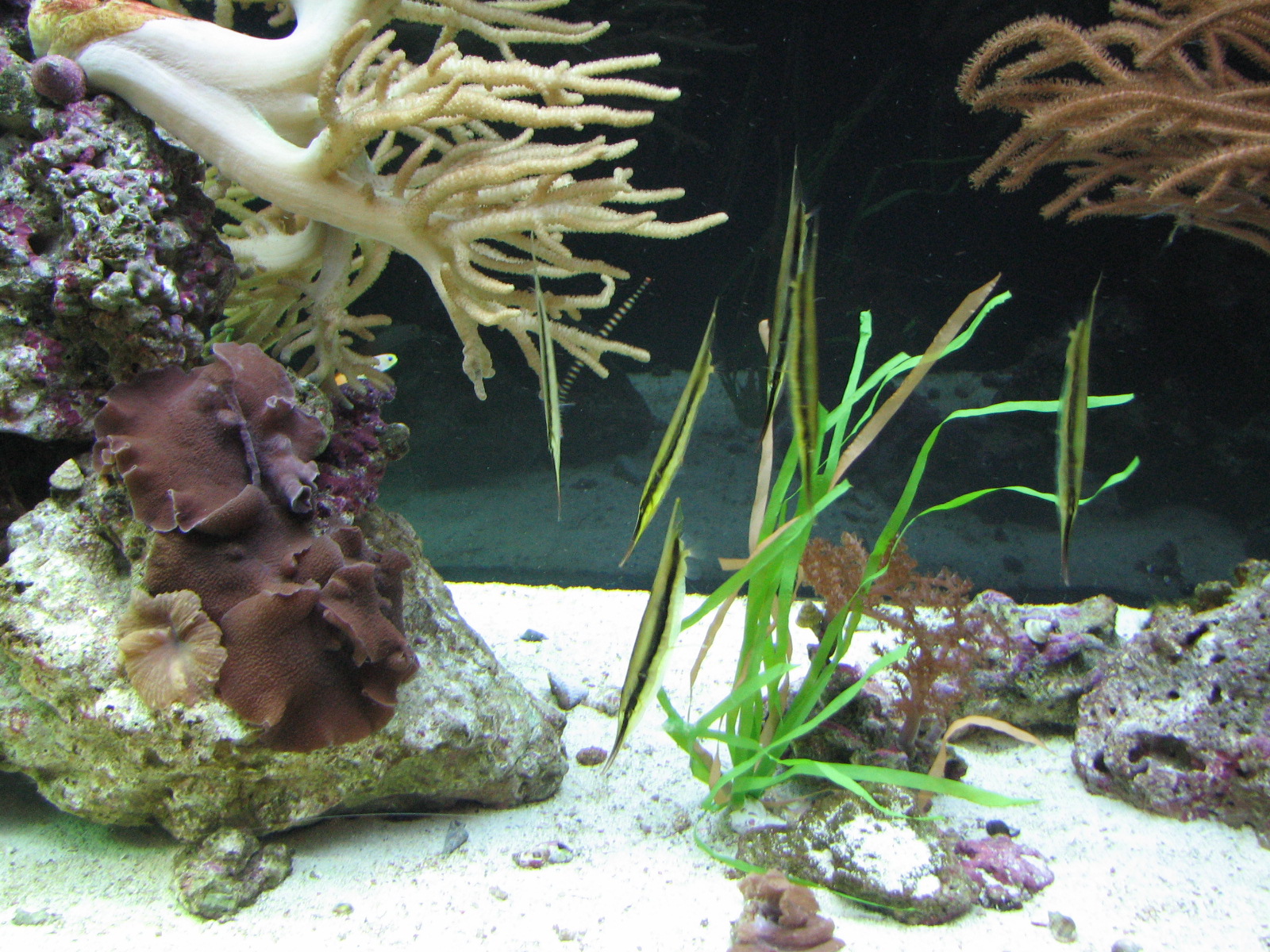 Ocean Explorer Gallery - Pipefish Exhibit