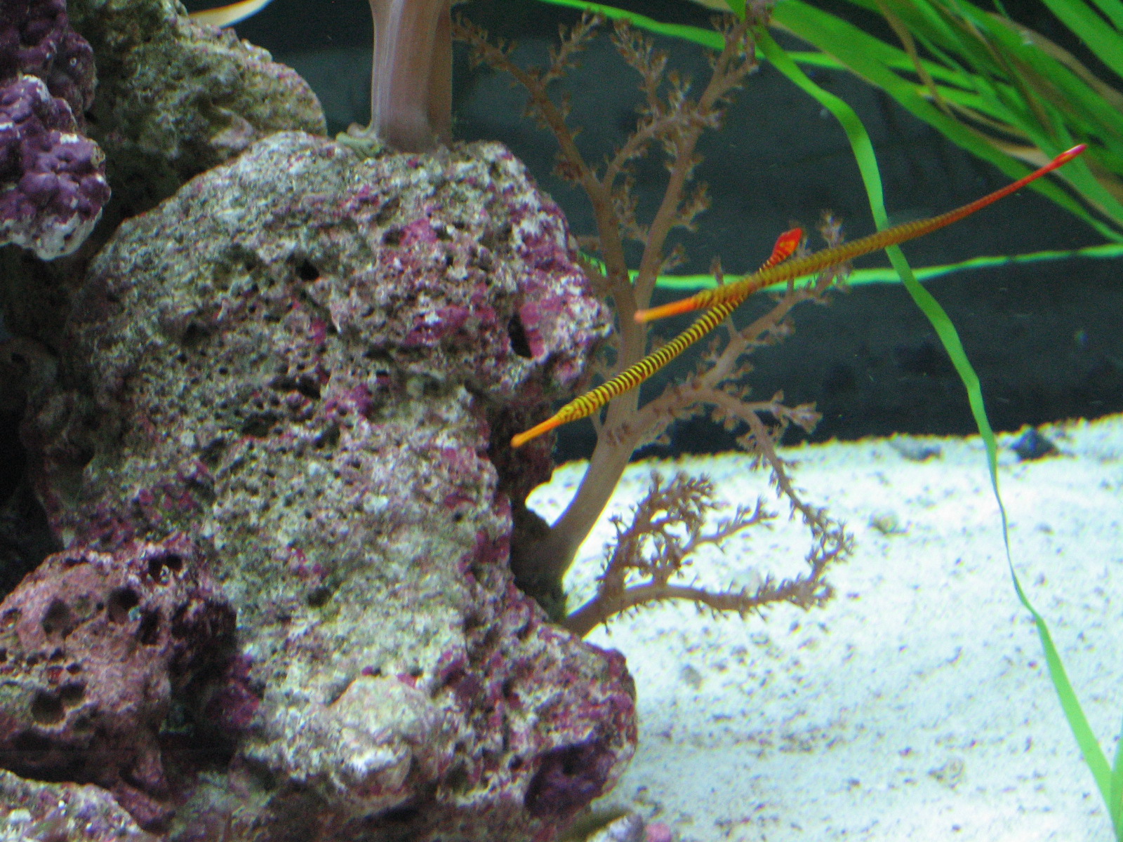 Ocean Explorer Gallery - Pipefish Exhibit