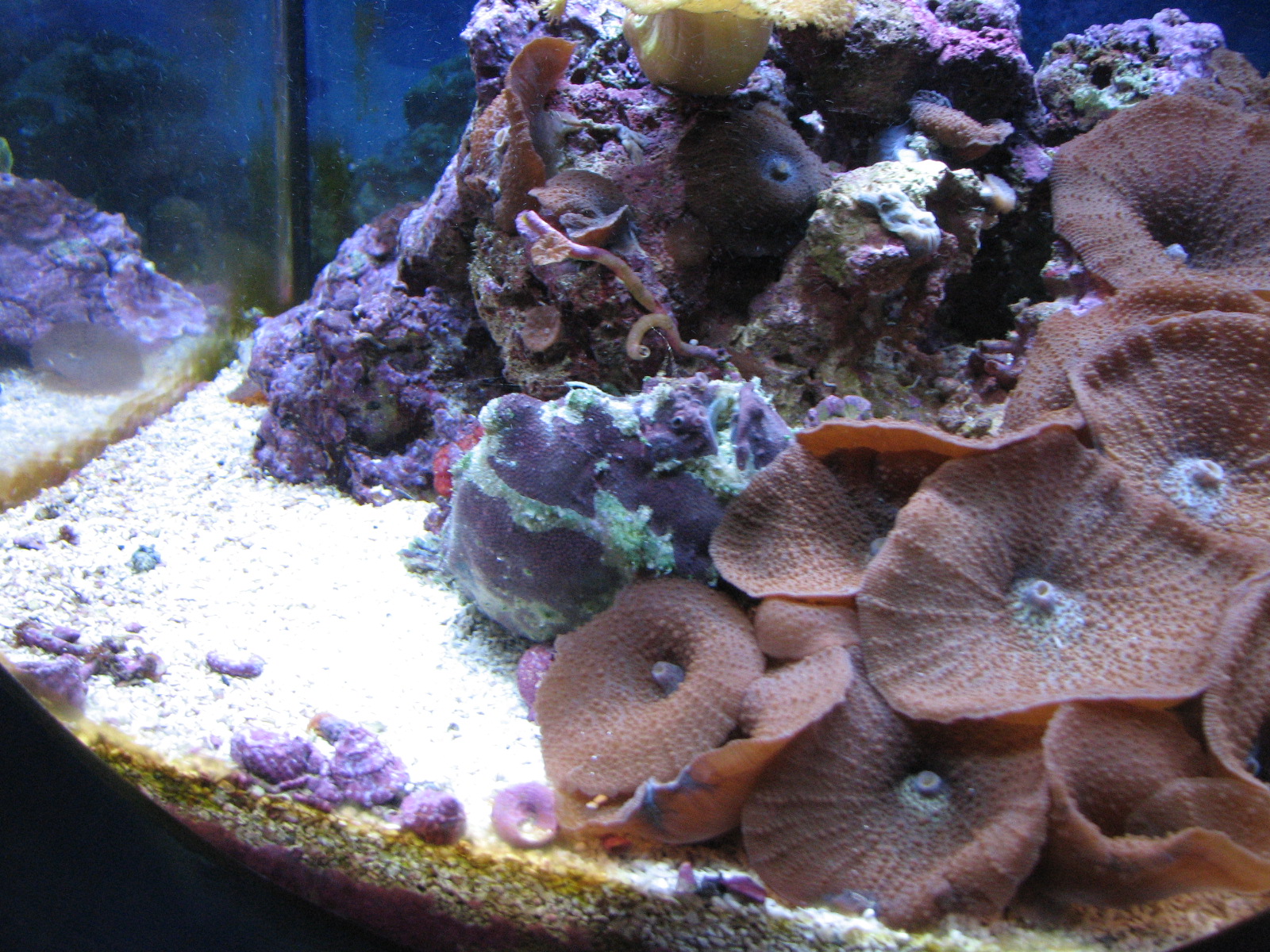 Ocean Explorer Gallery - Stonefish