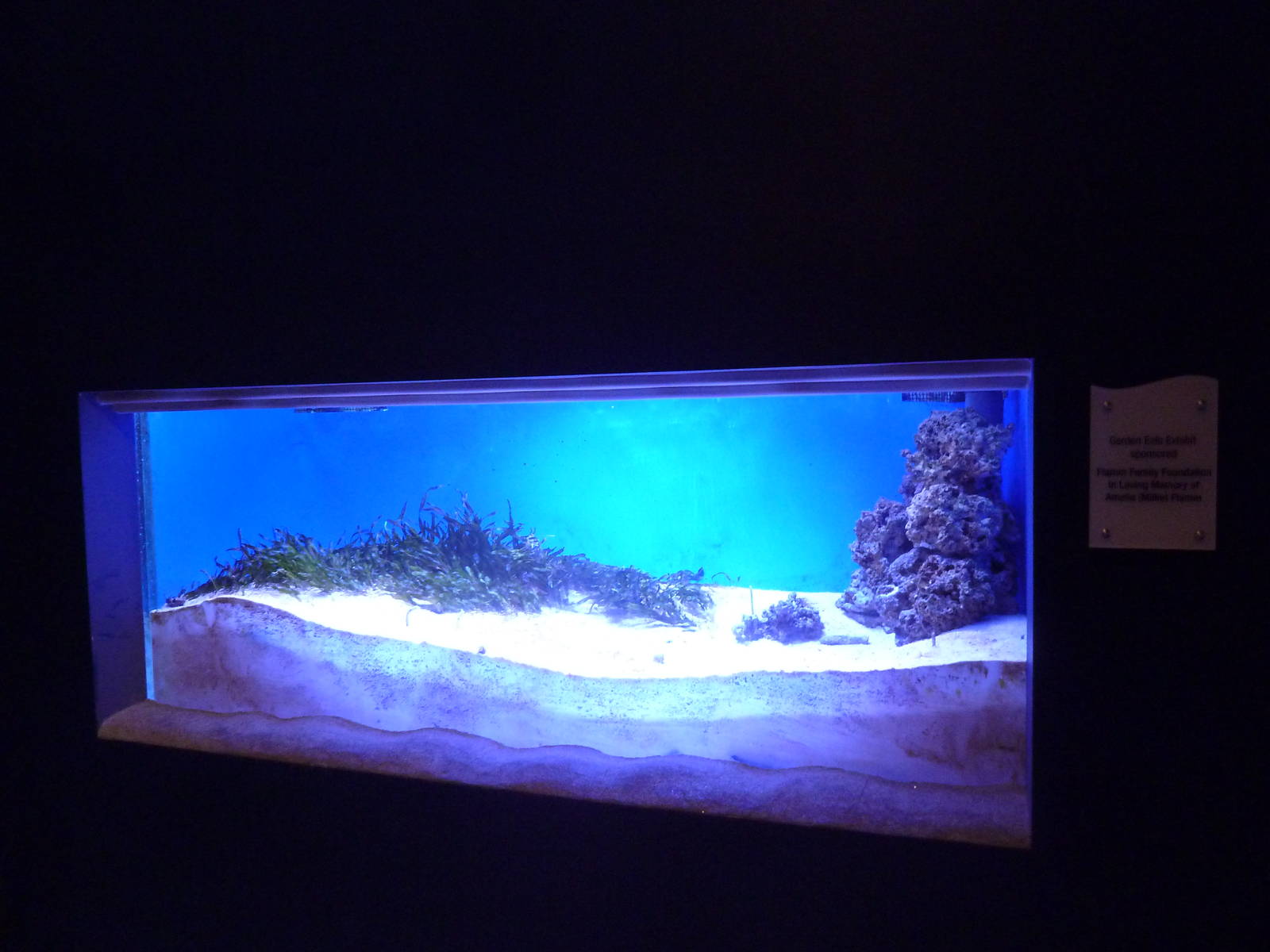 Ocean Explorer - Garden Eel Exhibit