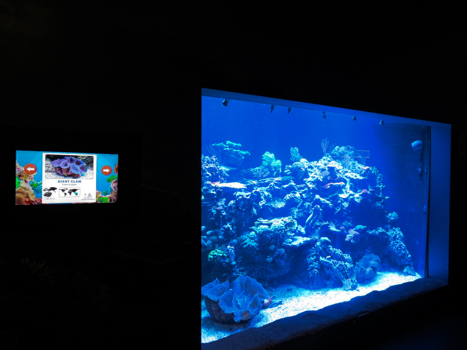 Ocean Explorer - Giant Clam Exhibit