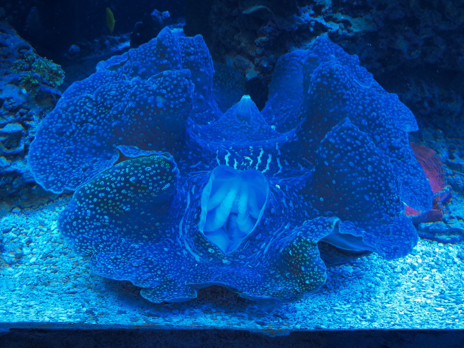 Ocean Explorer - Giant Clam Exhibit