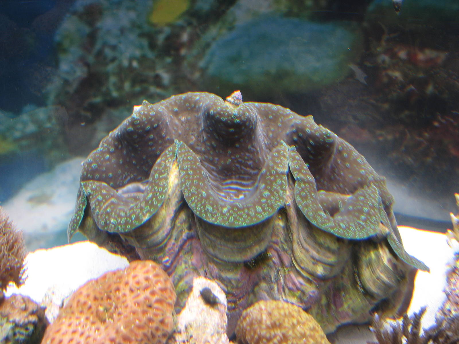 Ocean Explorer - Giant Clam