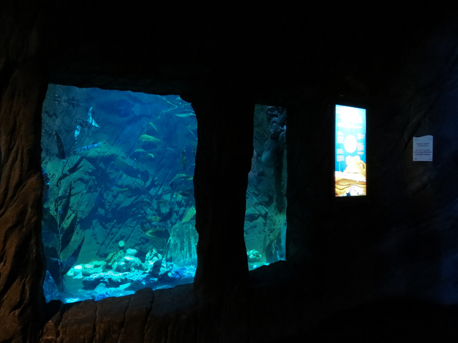 Ocean Explorer - Giant Pacific Octopus and Others Exhibit