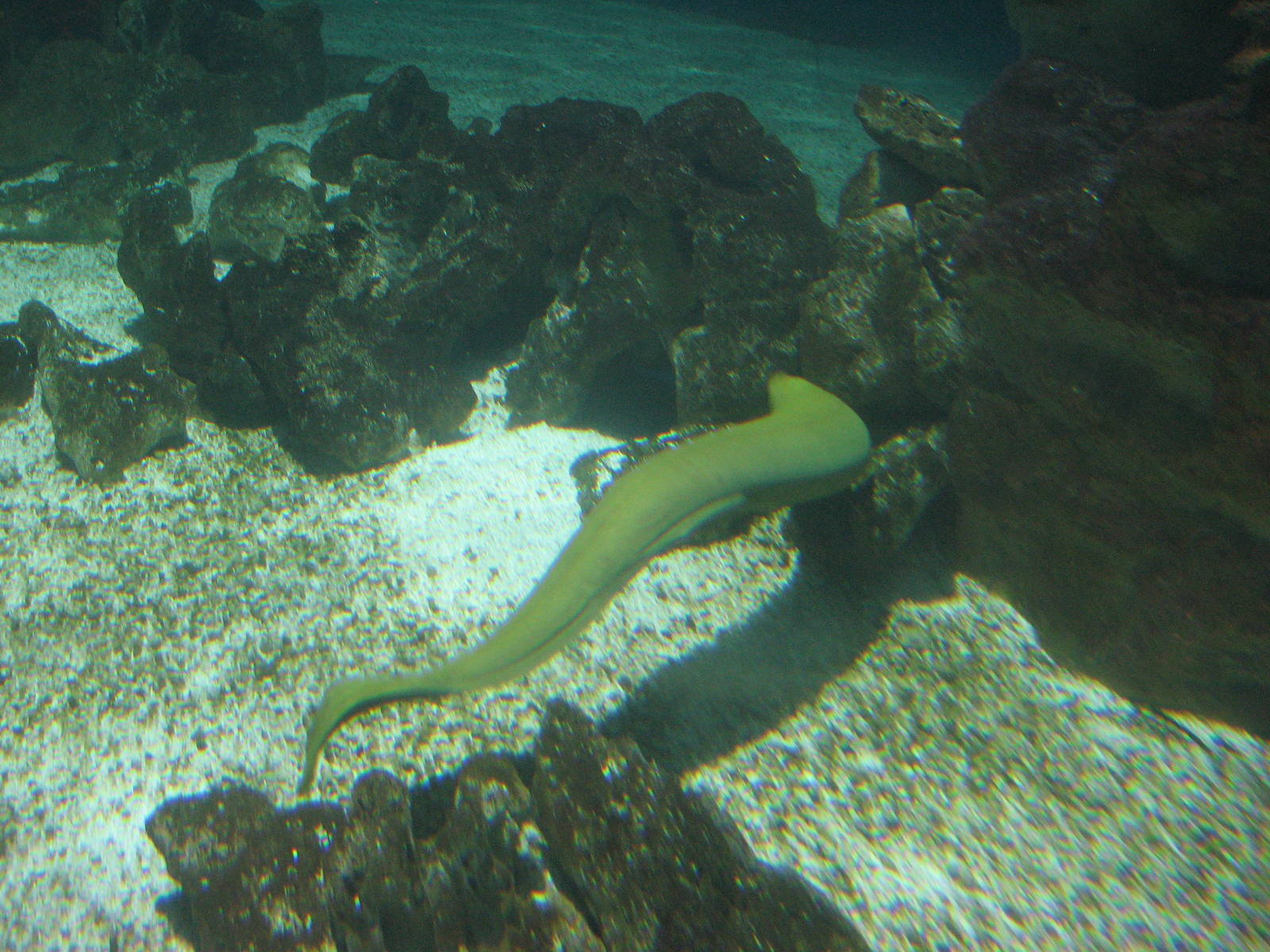Ocean Explorer - Green Moray Eel