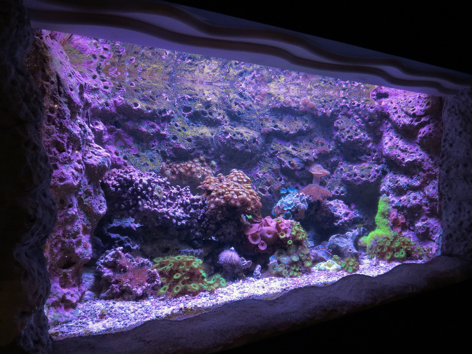 Ocean Explorer - Invertebrates Exhibit